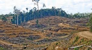  Cegah Pembalakan Liar, Menhut Gandeng KPK